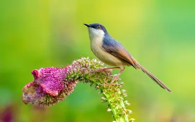 A small bird perched on a vibrant pink flower