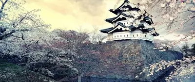 Japanese castle surrounded by cherry blossoms on a cloudy day