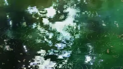 Ripples forming on green water surface with leaf reflections