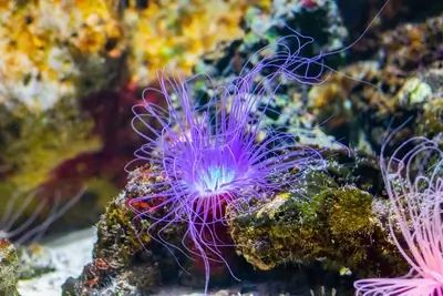 Sea anemone's captivating purple tentacles dancing in underwater