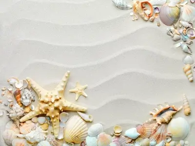 Seashells and starfish creating border on beach sand
