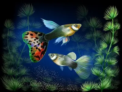 Two guppies swimming in an aquarium