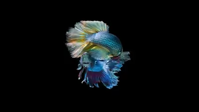 Two Siamese fighting fish swimming