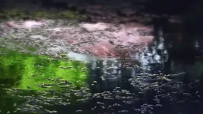 Water surface reflecting pink blossoms and green trees