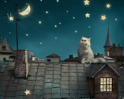 White cat on rooftop at night